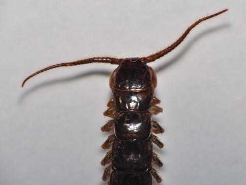 Réf. 78 756 : Lithobius castaneus