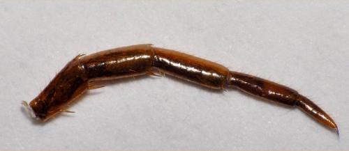 Réf. 78 757 : Lithobius castaneus