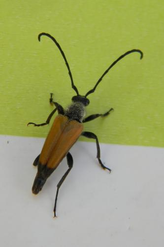 Stictoleptura fulva