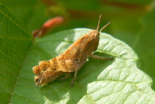 Pezotettix giornae