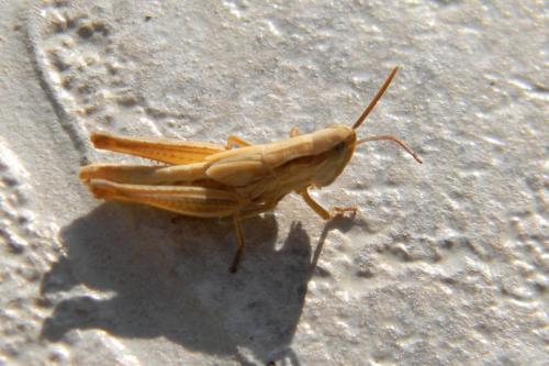 Euchorthippus sp.