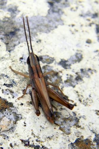 Réf. 78 789 : Euchorthippus elegantulus