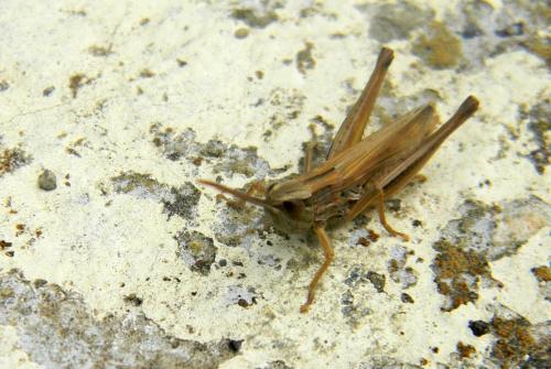 Réf. 78 792 : Euchorthippus elegantulus