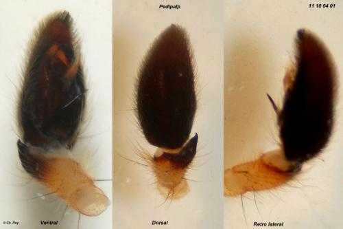 Olios argelasius