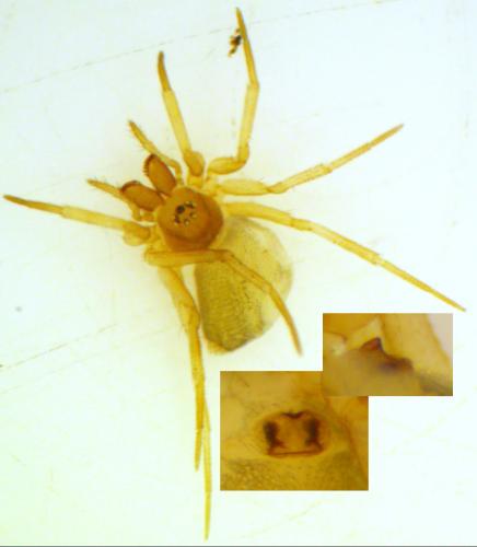 Thyreosthenius biovatus