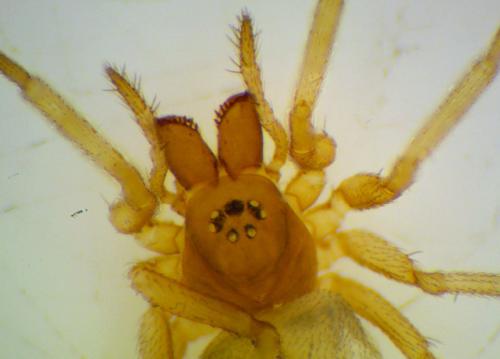 Thyreosthenius biovatus