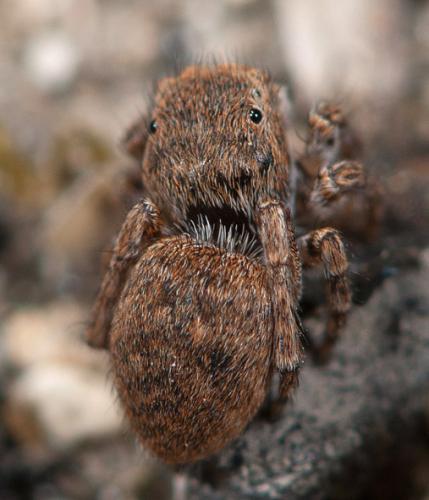 Réf. 78 005 : Attulus sp.