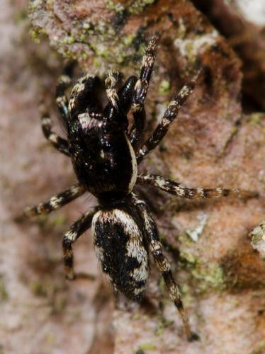Réf. 78 863 : Salticus zebraneus