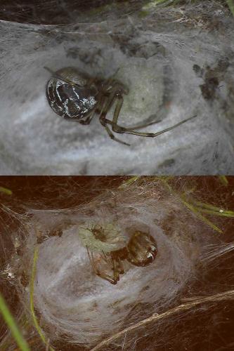 Réf. 78 767 : Phylloneta sp.
