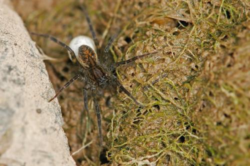 Pirata sp.