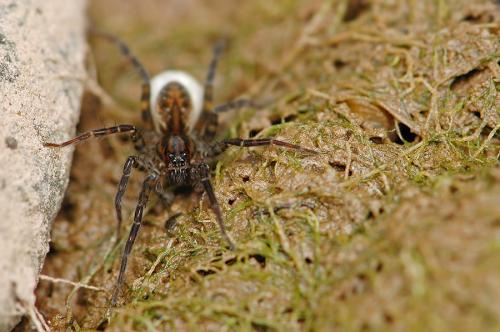 Réf. 78 483 : Pirata sp.