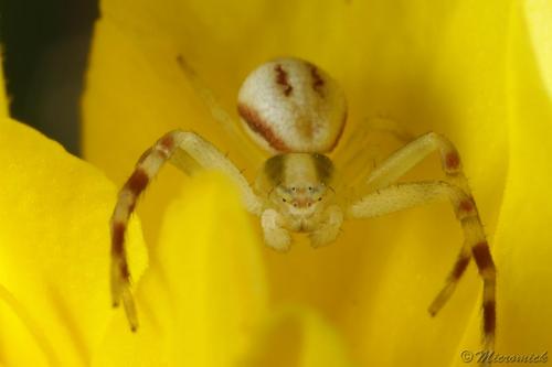 Misumena vatia