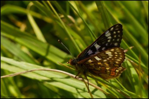 Euphydryas cynthia
