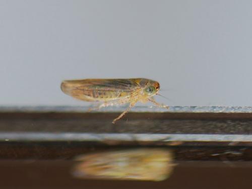 Réf. 78 512 : Grypotes puncticollis