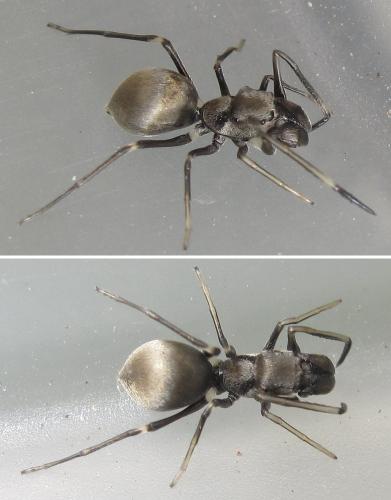 Réf. 78 150 : Myrmarachne maxillosa