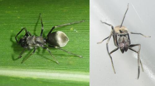 Myrmarachne maxillosa