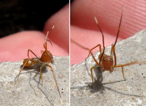 Amyciaea lineatipes