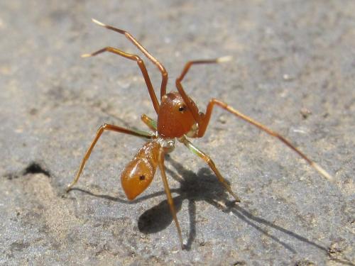 Amyciaea lineatipes