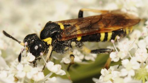 Réf. 78 192 : Tenthredo (marginella-thompsoni)