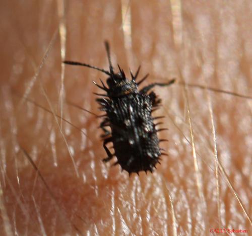 Dicladispa gestroi