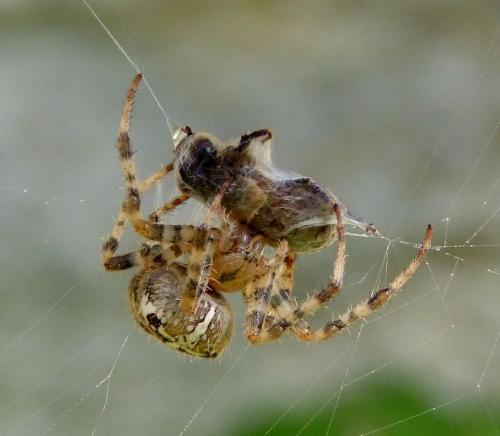 Araneus diadematus