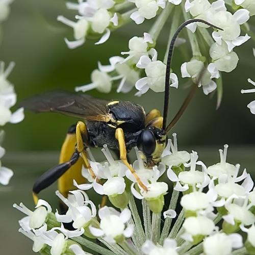Réf. 78 453 : Ichneumoninae inconnu