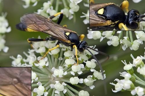 Réf. 78 452 : Ichneumoninae inconnu