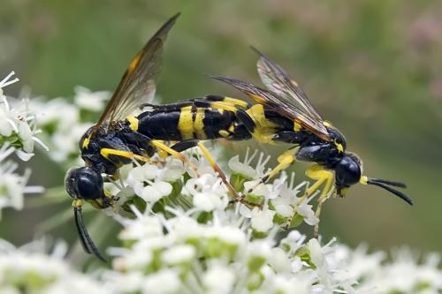 Tenthredo sp.