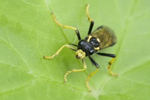 Réf. 78 278 : Tenthredo maculata maculata