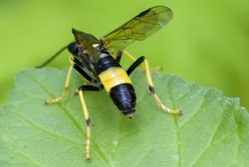Réf. 78 277 : Tenthredo maculata maculata