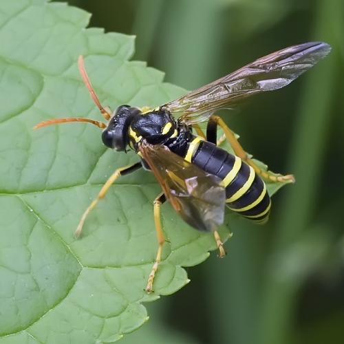 Réf. 78 225 : Tenthredo scrophulariae