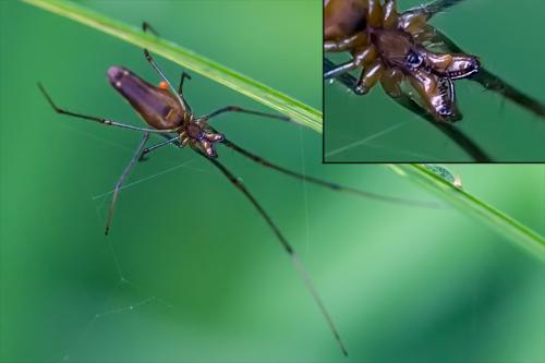 Tetragnatha sp.