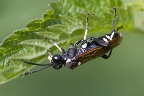Réf. 78 363 : Macrophya duodecimpunctata