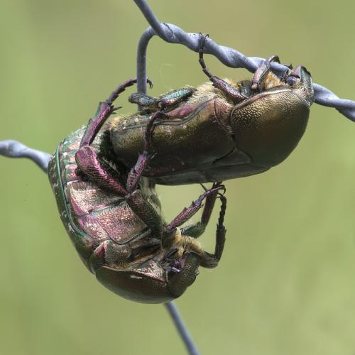Réf. 78 042 : Potosia cuprea