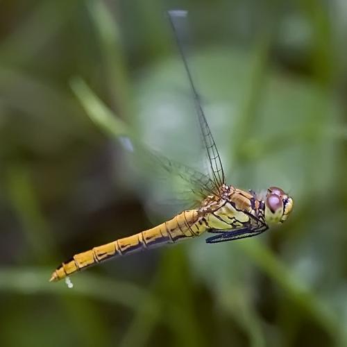 Réf. 78 013 : Sympetrum sanguineum