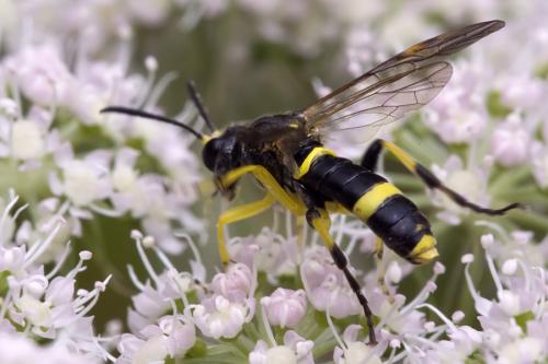 Réf. 78 272 : Zonuledo zonula