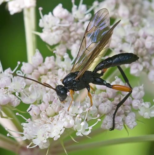 Réf. 78 720 : Phaenolobus sp.