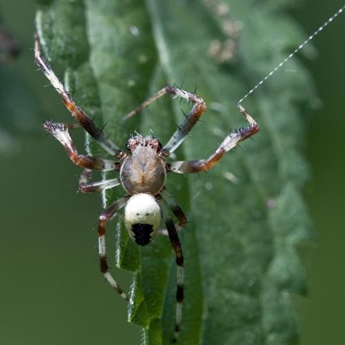 Araneus marmoreus