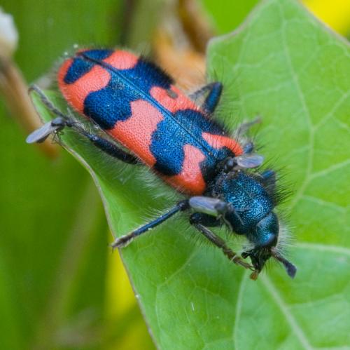 Atrichopogon sp.