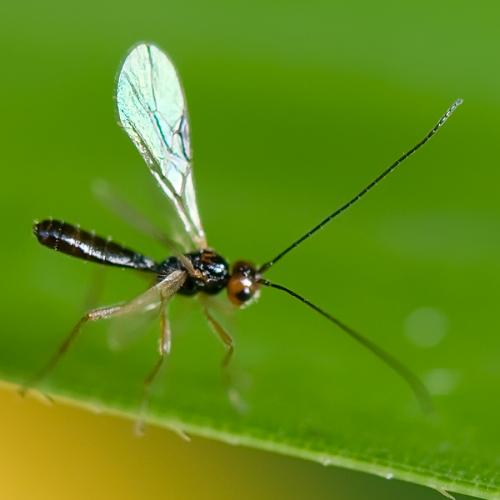 Réf. 78 861 : Phaenocarpa sp.