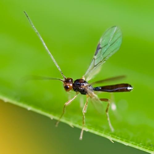 Réf. 78 860 : Phaenocarpa sp.