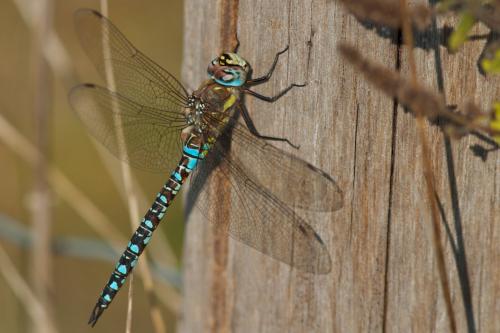 Réf. 78 804 : Aeshna mixta