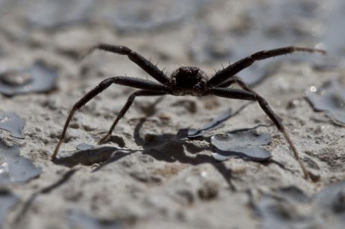 Xysticus sp.