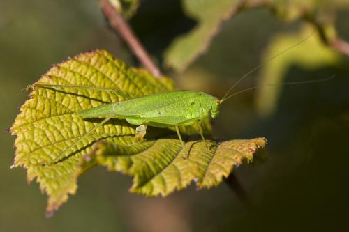 Phaneroptera nana