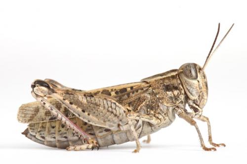 Réf. 78 539 : Calliptamus sp.