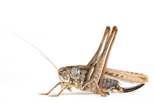 Réf. 78 709 : Platycleis affinis affinis