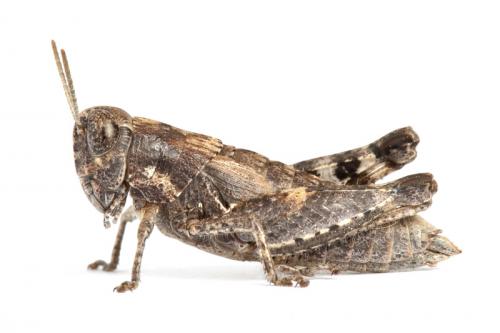 Pezotettix giornae