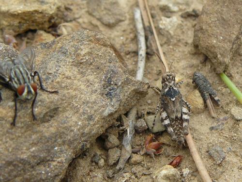 Réf. 78 003 : Locustinae inconnu