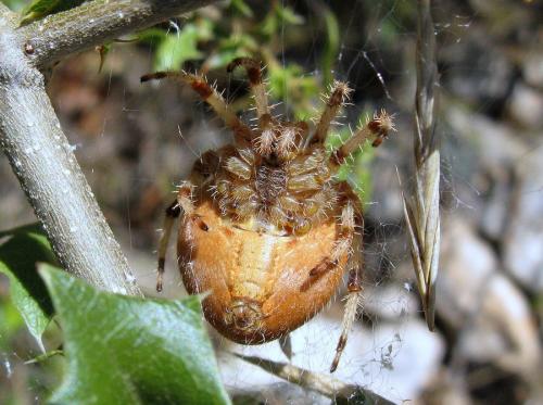 Araneus pallidus