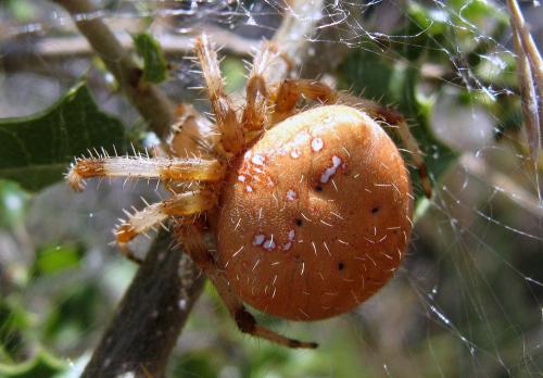 Réf. 78 174 : Araneus pallidus